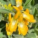 Medicago arborea flower picture by Francois Mansour (cc-by-sa)