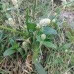 Gomphrena celosioides flower picture by pedrogc -- (cc-by-sa)