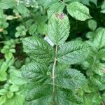 Rosa multiflora leaf picture by Joe Beal (cc-by-sa)