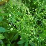 Galium mollugo fruit picture by Vincent Thery (cc-by-sa)