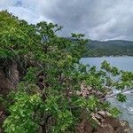 Tabebuia pallida habit picture by Lemaire Romain (cc-by-sa)