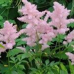 Astilbe japonica flower picture by msfabulousnyc (cc-by-sa)