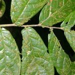 Dichapetalum axillare leaf picture by Nelson Zamora Villalobos (cc-by-nc)