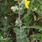 Helianthus mollis flower picture by James Rush (cc-by-sa)