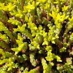 Sedum acre habit picture by Janos Balint (cc-by-sa)