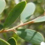 Leptospermum laevigatum leaf picture by ian connop (cc-by-sa)