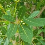 Tabebuia heterophylla leaf picture by Trap Hers (cc-by-sa)