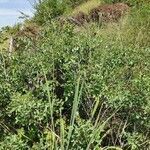 Indigofera binderi habit picture by susan brown (cc-by-sa)