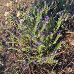 Echium sabulicola habit picture by Jacques Zuber (cc-by-sa)
