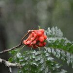 Cojoba costaricensis fruit picture by Nelson Zamora Villalobos (cc-by-nc)