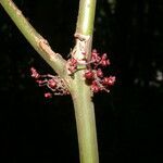 Clidemia discolor flower picture by Nelson Zamora Villalobos (cc-by-nc)
