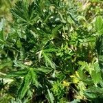 Potentilla recta habit picture by Petr Smetana (cc-by-sa)