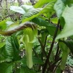 Arisaema triphyllum flower picture by Victory Carlock (cc-by-sa)