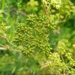 Artemisia dracunculus fruit picture by Pierre Sosson (cc-by-sa)