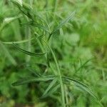 Oenanthe silaifolia leaf picture by David Martin (cc-by-sa)