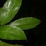 Hasseltiopsis dioica leaf picture by Nelson Zamora Villalobos (cc-by-nc)