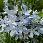 Amsonia ciliata flower picture by K O (cc-by-sa)