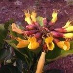 Deplanchea speciosa flower picture by Daniel Barthelemy (cc-by-nc)
