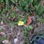 Oenothera laciniata flower picture by karmadgma (cc-by-sa)