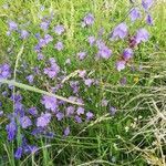 Campanula rotundifolia habit picture by Emmanuel Debraize (cc-by-sa)
