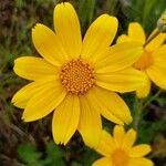 Eriophyllum lanatum flower picture by Ethan Greer (cc-by-sa)