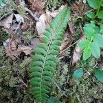 Polystichum lonchitis leaf picture by Elisa Walter (cc-by-sa)