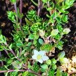 Arenaria biflora habit picture by Cédric Jankowiak (cc-by-sa)