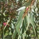 Eucalyptus leucoxylon leaf picture by Brewsipper (cc-by-sa)