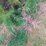 Tamarix ramosissima flower picture by Basterra Joseba (cc-by-sa)