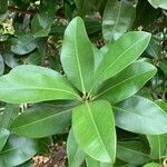 Mammea americana leaf picture by christiane Fazer (cc-by-sa)