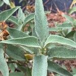 Cistus symphytifolius leaf picture by Sastre Oriol (cc-by-sa)
