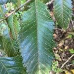 Caldcluvia paniculata leaf picture by Daniel Barthelemy (cc-by-nc)