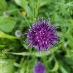 Cirsium tuberosum flower picture by Oskar Kurer (cc-by-sa)