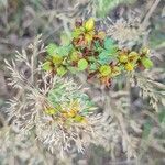Hypericum maculatum fruit picture by Yannike Wichern (cc-by-sa)