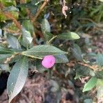 Syzygium smithii fruit picture by Mairead Young (cc-by-sa)