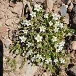 Arenaria ciliata flower picture by Marie-Claire Lecroart (cc-by-sa)