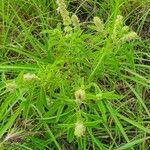 Ocimum kilimandscharicum leaf picture by susan brown (cc-by-sa)