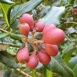 Laurus nobilis fruit picture by Pereira Jorge (cc-by-sa)