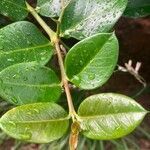 Carissa macrocarpa leaf picture by WildChild88 (cc-by-sa)