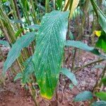 Elettaria cardamomum leaf picture by Saleem Saleem Akhtar Farooqui (cc-by-sa)