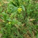 Ranunculus abortivus flower picture by Joshua Kuykendall (cc-by-sa)