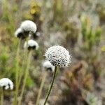 Paepalanthus alpinus flower picture by Gabriel Ollivier (cc-by-sa)