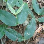 Mouriri gleasoniana leaf picture by SINAC Pérez Greivin (cc-by-sa)