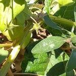 Lysimachia monelli leaf picture by Maarten Vanhove (cc-by-sa)