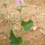 Boerhavia diffusa leaf picture by susan brown (cc-by-sa)