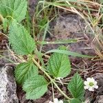 Lantana grisebachii habit picture by Trap Hers (cc-by-sa)
