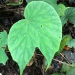 Begonia involucrata leaf picture by Daniel Barthelemy (cc-by-nc)