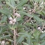Quercus ilex leaf picture by Charles Redouly (cc-by-sa)