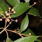Miconia stevensiana leaf picture by Nelson Zamora Villalobos (cc-by-nc)