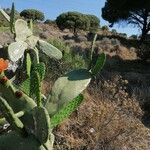 Opuntia tomentosa leaf picture by Sánchez Garrido Joan Francesc (cc-by-sa)